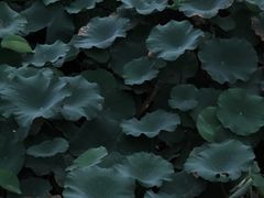 -河泥荡文化公园