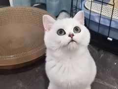 -东方名猫馆·英短金渐层布偶猫舍(环线广场1号楼店)