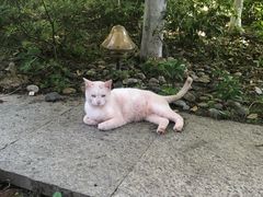 -Wagas沃歌斯(大学路店)