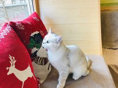 -猫和宫(六道口店)