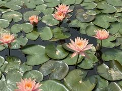 -东莞植物园