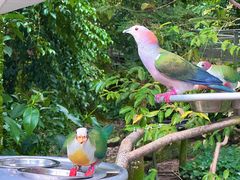 -新加坡飞禽公园