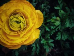 -杭州植物园