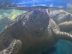 -烟台海昌鲸鲨海洋公园