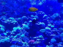 -太平洋海底世界