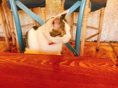 -Sirena海妖日咖夜酒