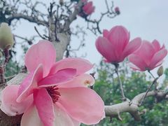 -中国科学院华南植物园