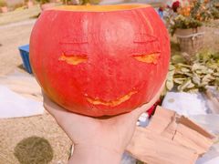 -前小桔亲子创意农场·草莓采摘·露营烧烤