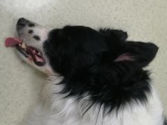 -美联众合宠物医院·爱萌分院·内外科·猫科中心
