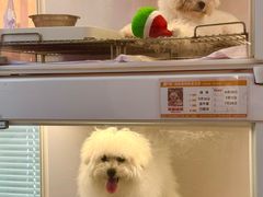 -翊宠yipet猫狗购宠庄园犬舍•猫舍