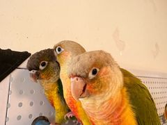 -吉丁鸟咖·异宠·寄养