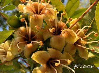 落花干了 看起来毛茸茸的很是可爱