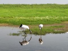 -黑龙江扎龙生态旅游区