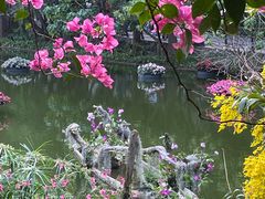 -深圳仙湖植物园