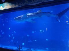 -烟台海昌鲸鲨海洋公园