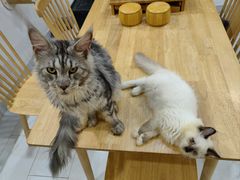 -楼上猫咖(罗湖店)