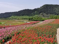 -径山花海