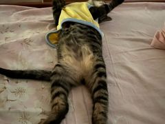 -瑞鹏宠物医院·骨科·猫科·内科(第一中心)