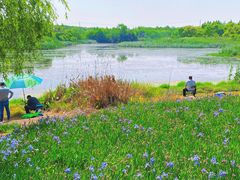 -贡湖湾湿地公园