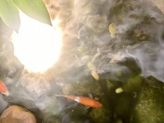 -菌林天下·野生菌汤锅