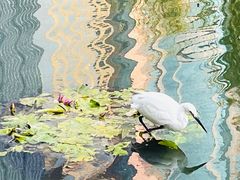 -陆家嘴中心绿地