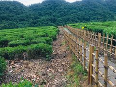 -中国茶叶博物馆(双峰馆区)