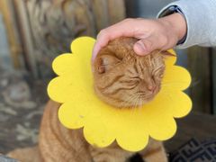 -喵屿·大理花园猫咖