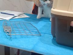 -伟伟宠物医院·CT影像中心·瑞派犬猫综合性门诊(汉口总院)