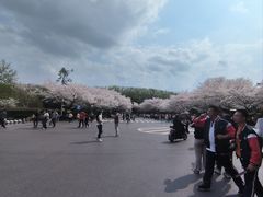 -武汉大学-樱园