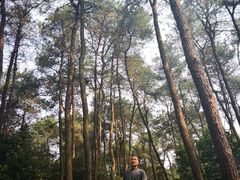 -铁山坪森林公园