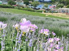 -大塘金香草谷
