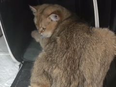 -宠福鑫康馨动物医院·骨科·眼科