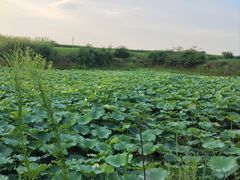 -季季红火锅(长沙步行街店)