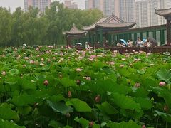 -莲花池公园