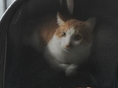 -纳吉亚猫专科动物诊疗中心(蒋宅口分院)