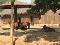 -石家庄市动物园