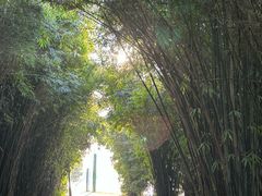 -金银湖国家城市湿地公园