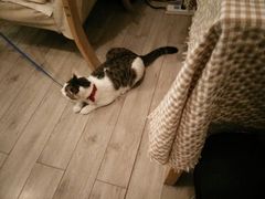 android_upload_pic-海边的猫和咖啡馆