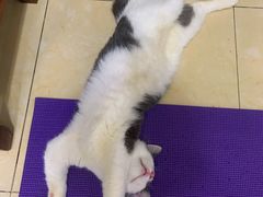 -芭比堂动物医院广州顽皮分院