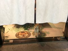 -柴务处·柴犬主题狗咖