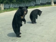 -西安秦岭野生动物园