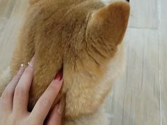 -李小姐の猫咖啡馆(五角场店)