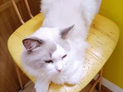 -猫在这儿猫咪咖啡馆·撸猫馆