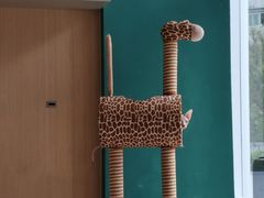 -飞行喵MR PILOT|猫舍·猫咖(静安大融城店)