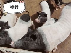 -泉州海丝野生动物世界