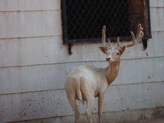 -青藏高原野生动物园