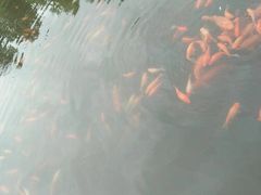 -西湖外事游船(花港观鱼码头)