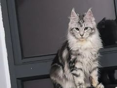 -翊宠yipet猫狗购宠庄园