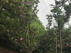 -石峰公园