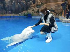 -芜湖新华联大白鲸海洋公园